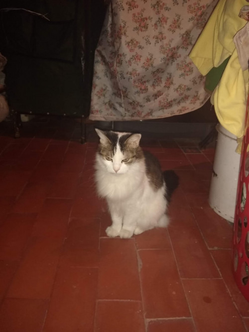 Niña