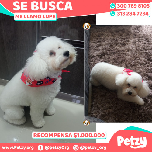 Foto de mascota Lupe