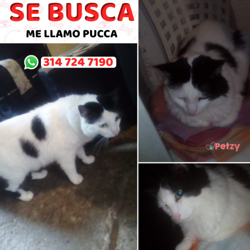 Foto de mascota Pucca