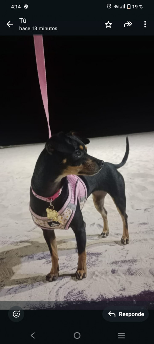 Maya
