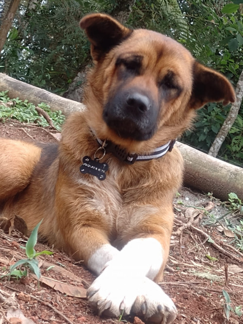 Aquiles