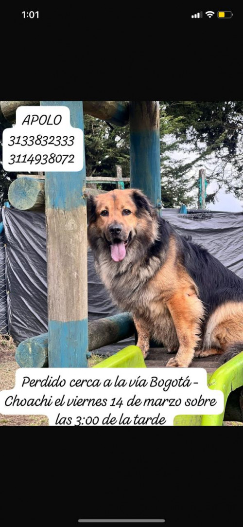 Apolo