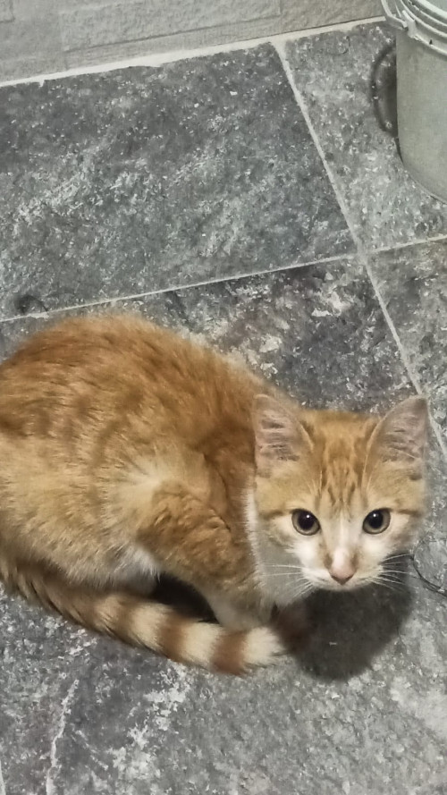 Kira