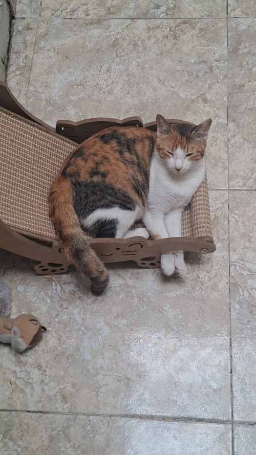 Nala