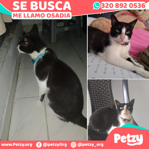 Foto de mascota Osadia