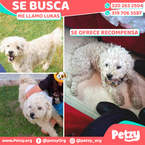 Foto de mascota Lukas