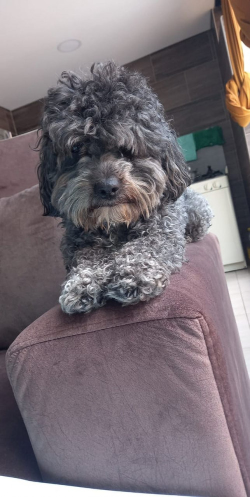 Coco