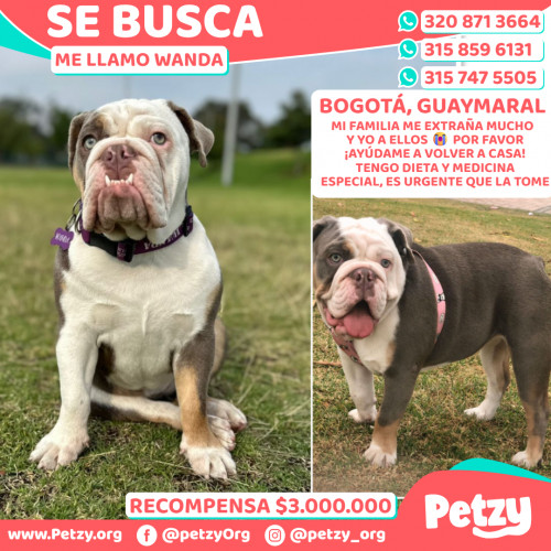 Foto de mascota Wanda
