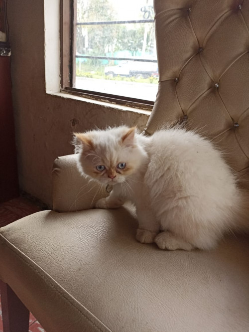 Copito
