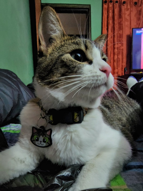 Nala