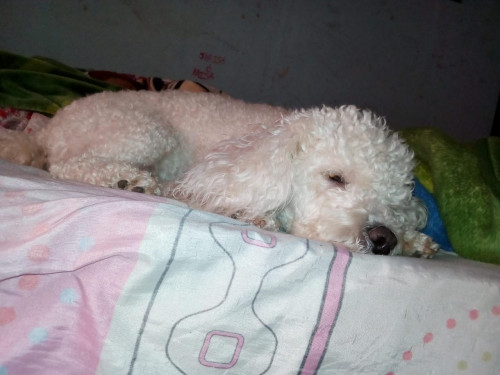 Susi