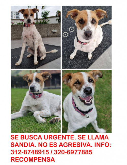 Sandía