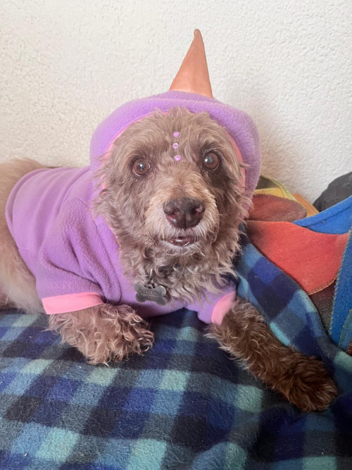 Chocolatina