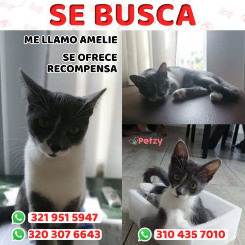 Foto de mascota Amelie