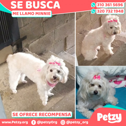 Foto de mascota Minnie