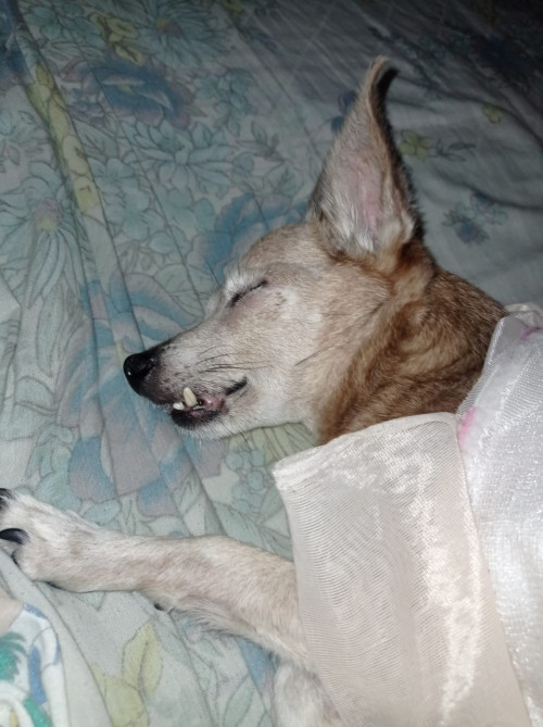 Princesa