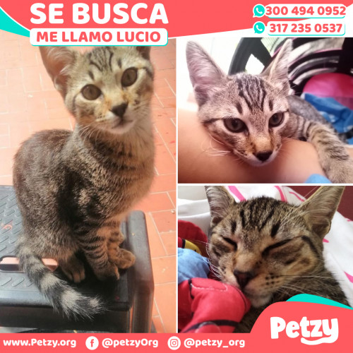 Foto de mascota Lucio