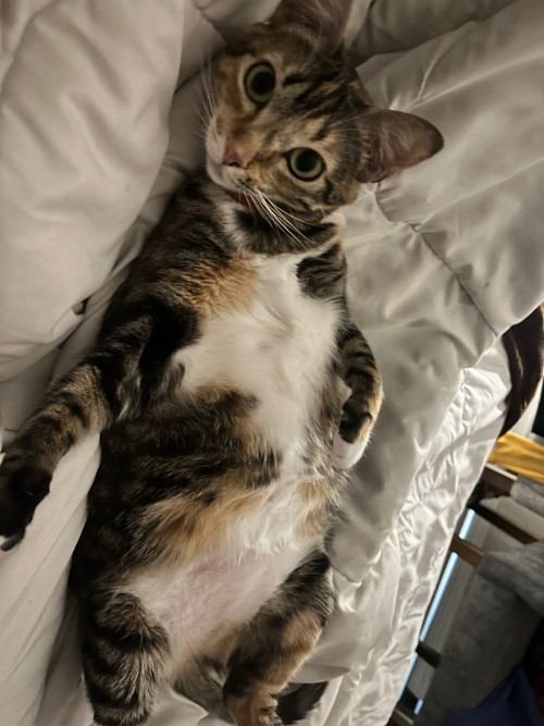 Lola