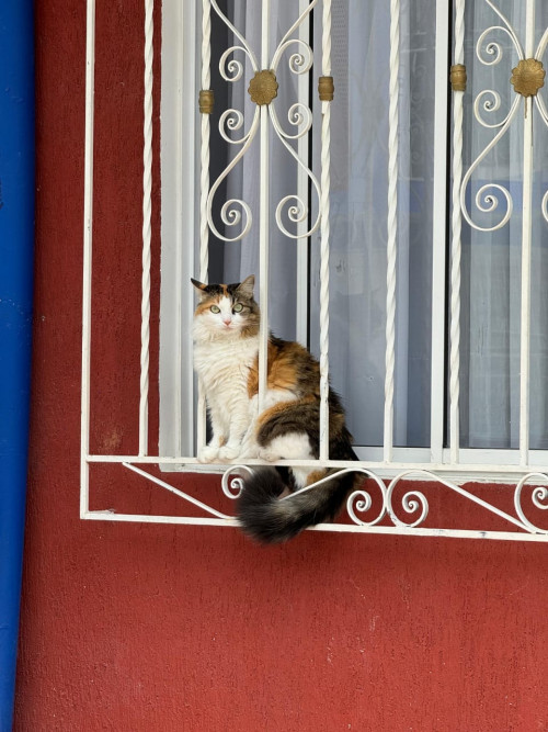 Missi