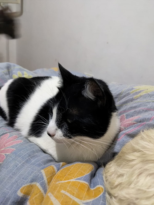 Oreo