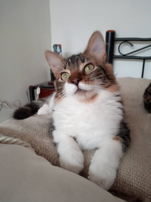 Nala