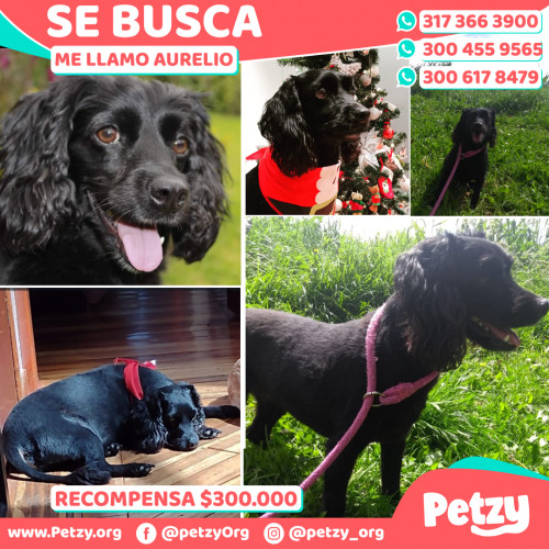 Foto de mascota Aurelio