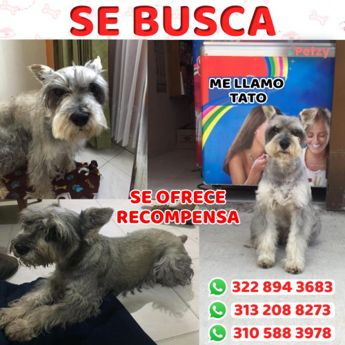 Foto de mascota Tato