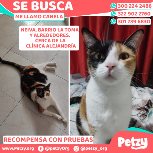 Foto de mascota Canela