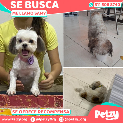 Foto de mascota Samy