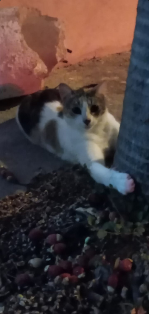 Nala