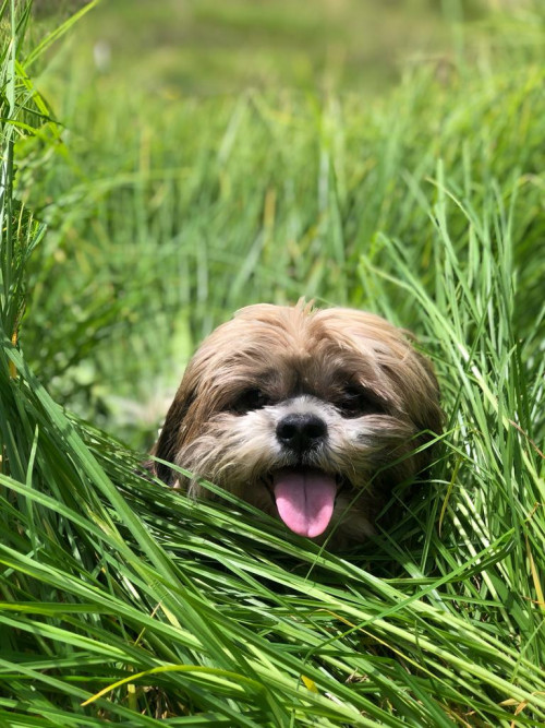 Otto