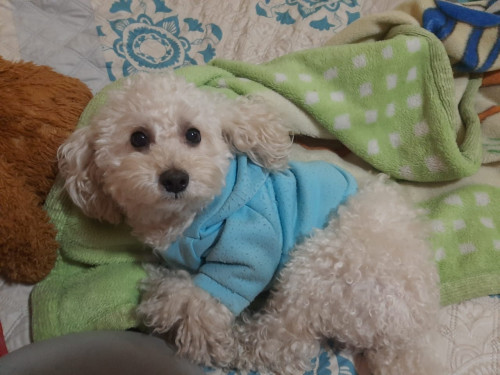 Toby