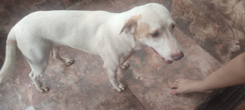La Familia De Este Perrito