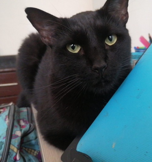 Nilo