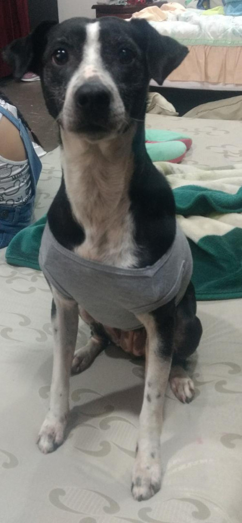 Negra