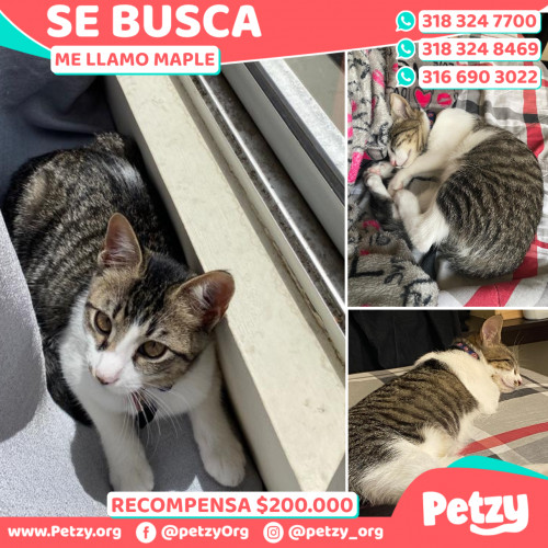 Foto de mascota Maple