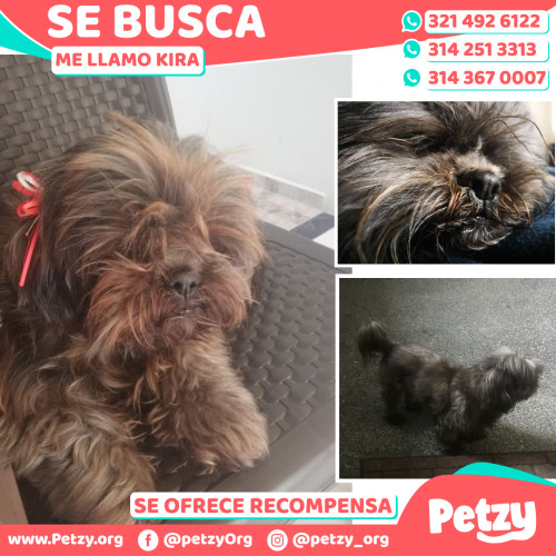 Foto de mascota Kira