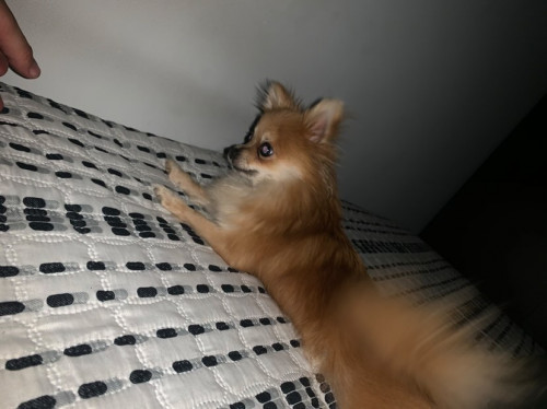 Almendra 