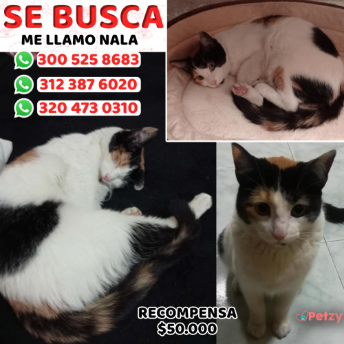 Foto de mascota Nala