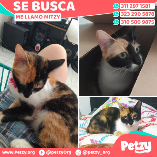 Foto de mascota Mitzy