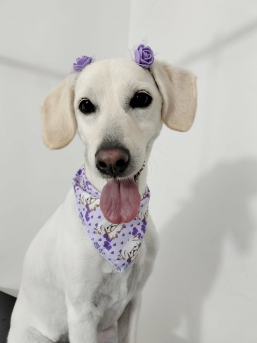 Muñeca