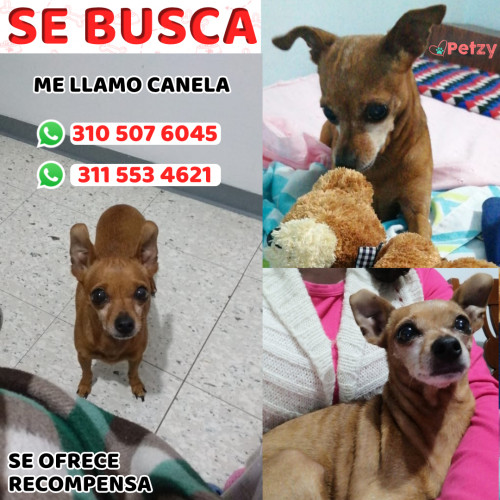 Foto de mascota Canela