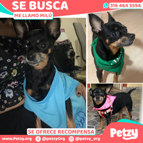 Foto de mascota Milú