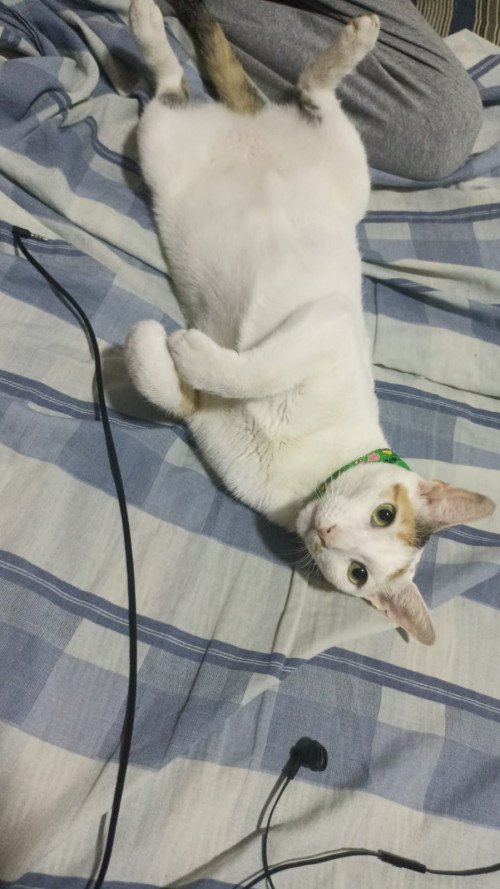 Hera