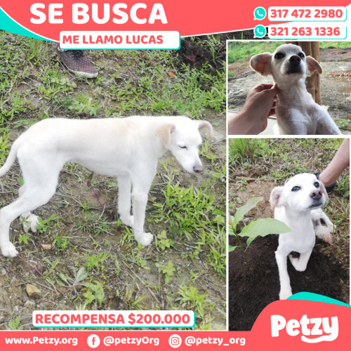 Foto de mascota Lucas