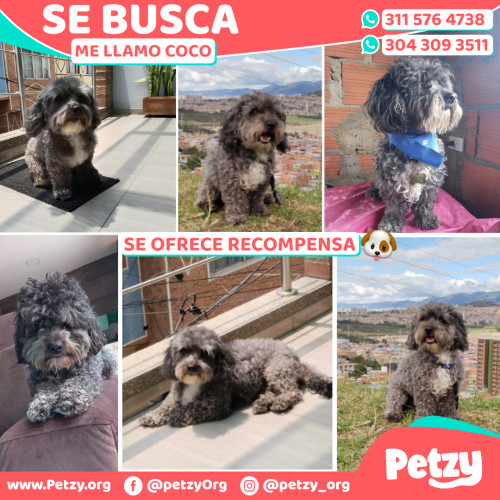 Foto de mascota Coco