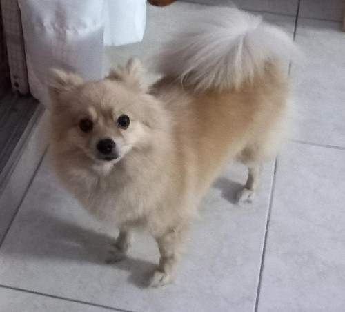 Sacha