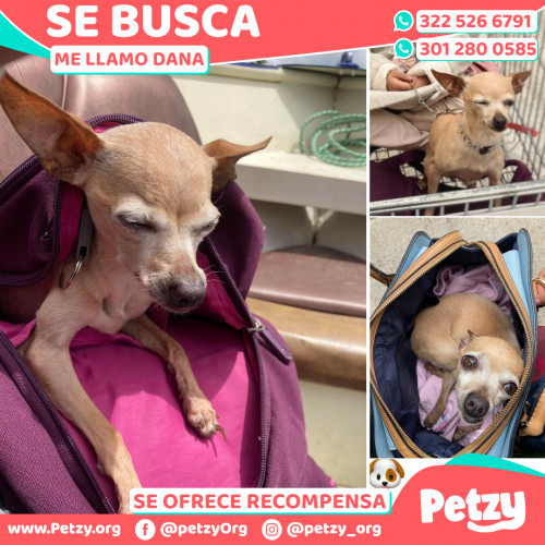 Foto de mascota Dana