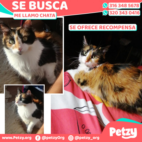 Foto de mascota Chata