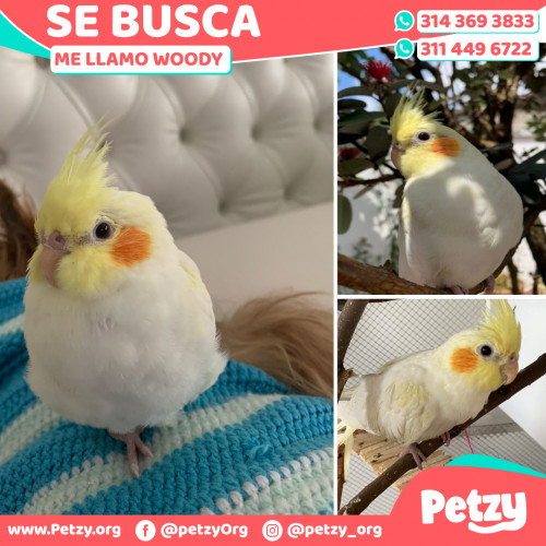 Foto de mascota Woody 